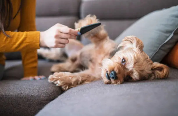 The Doodle Grooming Bible