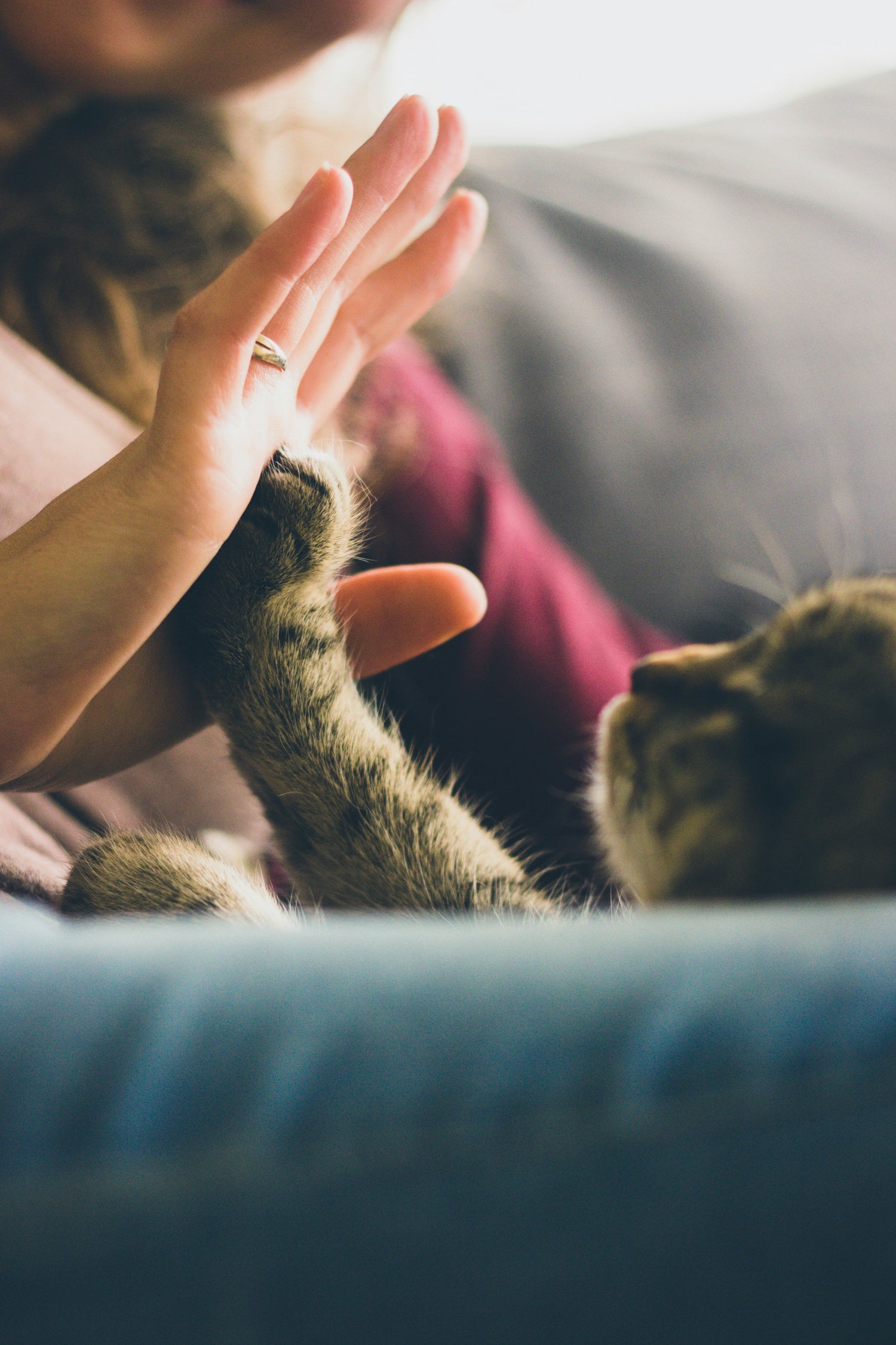 Pet ownership made easy